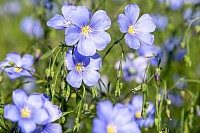 Wild Flower Species