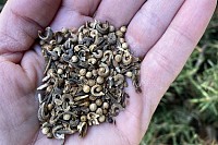 Wildflower Seeds